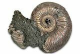 Iridescent, Pyritized Ammonite (Quenstedticeras) Fossil - Russia #336218-1